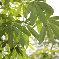 Bombax ceiba L.